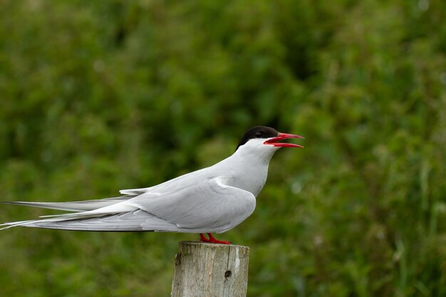 Arctic Tern (Sterna paradisaea) bird in Farne Islands, England
