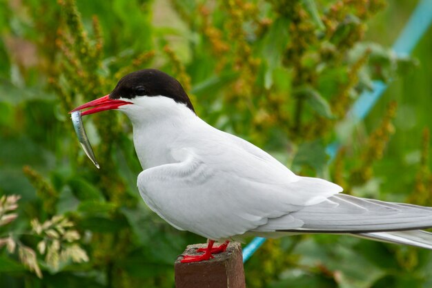 キョクアジサシ（Sterna paradisaea）イギリスで繁殖するための魚と鳥