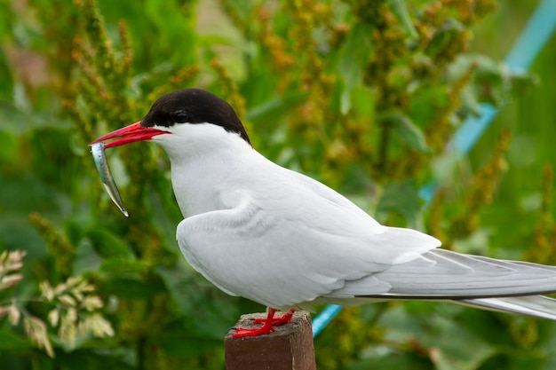 Arctic tern (Sterna paradisaea) bird with fish for breeding  in England