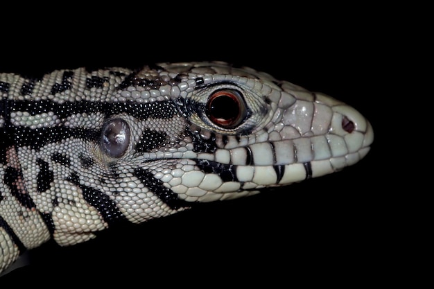 Foto gratuita testa di primo piano di tegu in bianco e nero argentino su sfondo nero