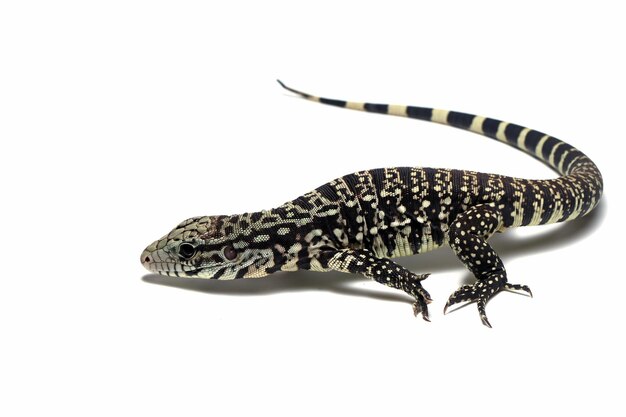 Argentine black and white tegu closeup on white background