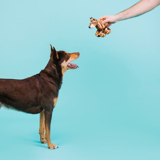 Рука, дающая игрушку собаке