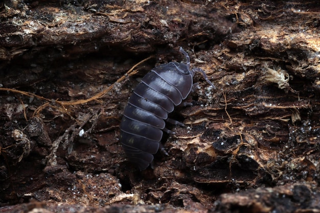 Armadillidium vulgare isopod  The common pillbug closeup