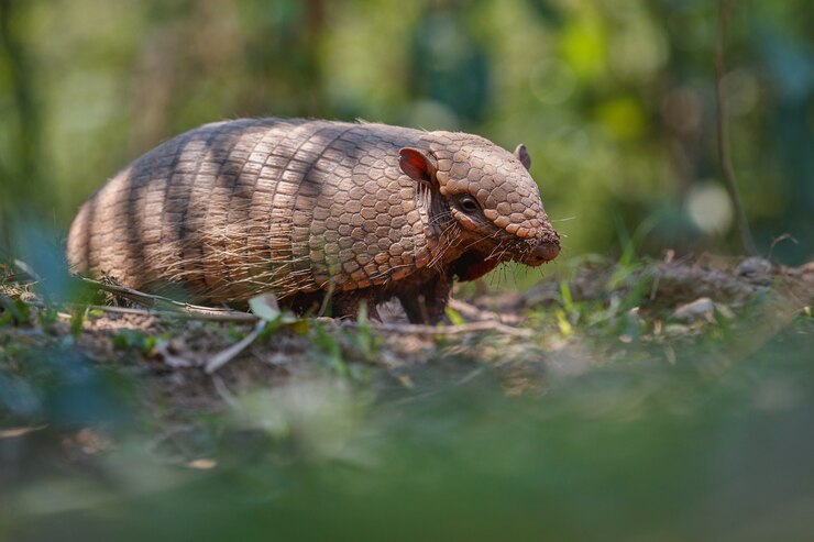 मुफ़्त फोटो armadillo in the nature habitat of brazilian forest