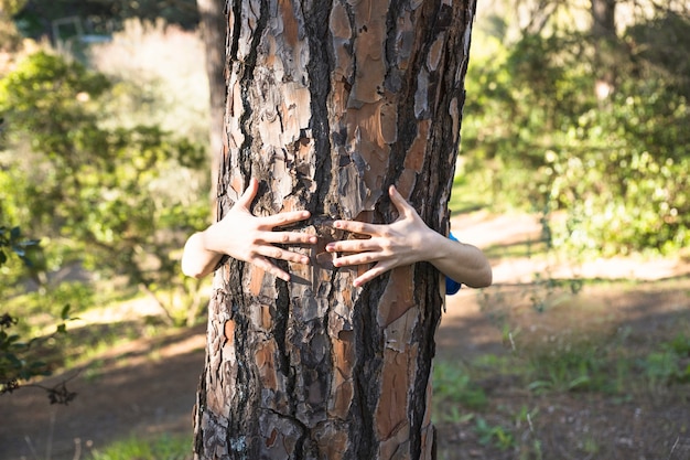 Arms hugging tree trunk in green forest