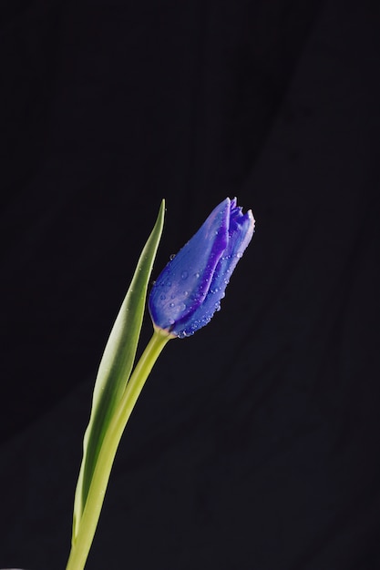 Aromatic blue flower with green leaves in dew