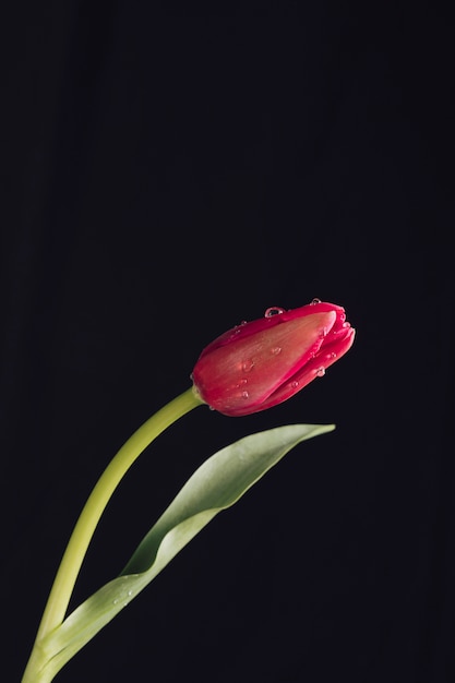 Ароматный красный цветок с зелеными листьями в росе