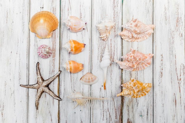 Free photo arranged diversity of seashells