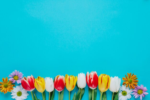 Arranged gentle spring flowers on blue