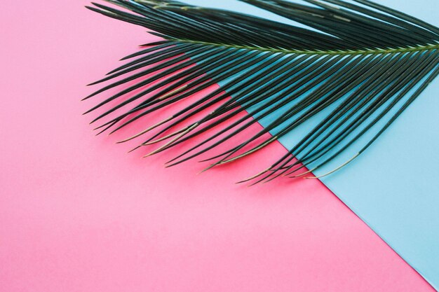 Arranged green leaf on bright background