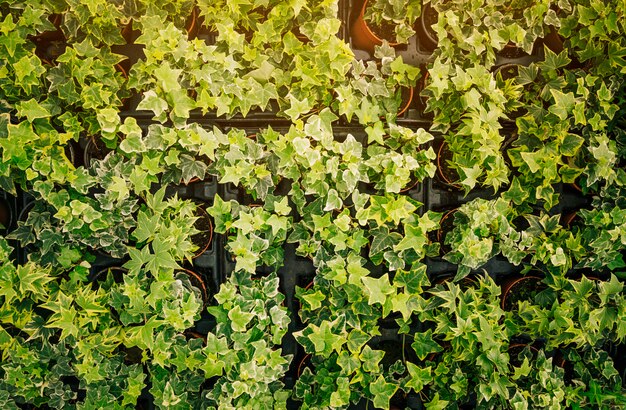 Аранжированное растение в горшке с зелеными листьями