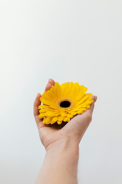 Arrangement of beautiful bloomed flower