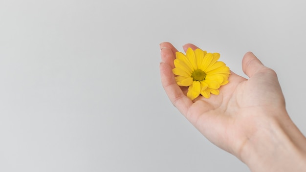 Arrangement of beautiful bloomed flower