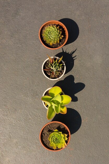 Arrangement of different plants in pots