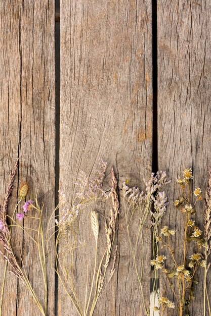 Arrangement of dried plants  on wooden background with copy space
