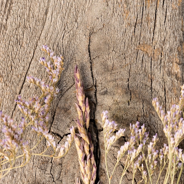 Arrangement of dried plants  on wooden background