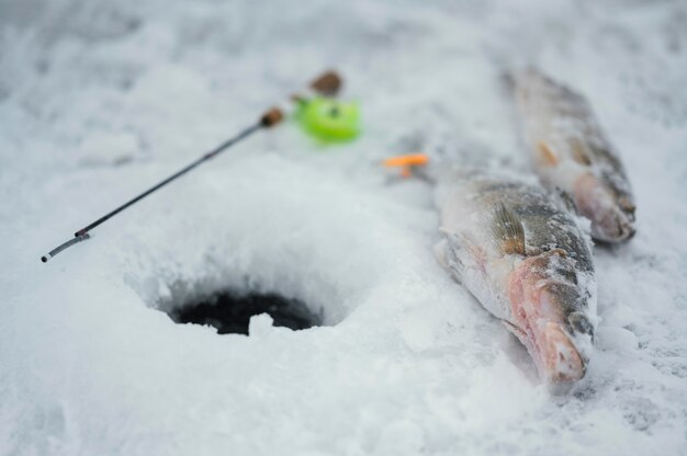 Arrangement of fishing elements outdoors