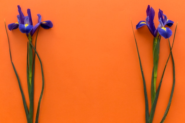 Arrangement of iris flowers over colored background