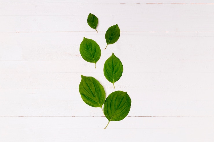 Free Photo arrangement of leaves on wooden background