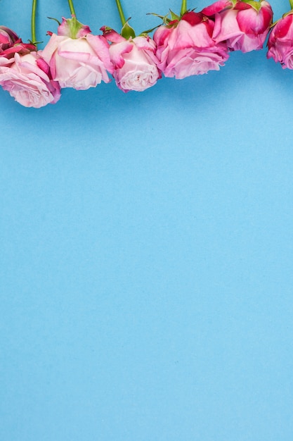 Arrangement of pink flowers over blue backdrop