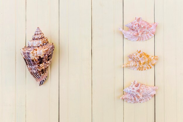 Arrangement of seashells