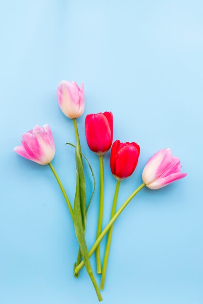 Arrangement of various fresh tulips