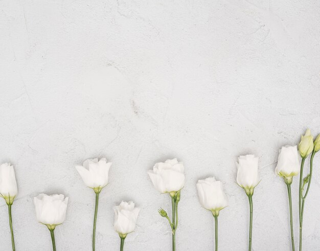 Arrangement of white roses flat lay