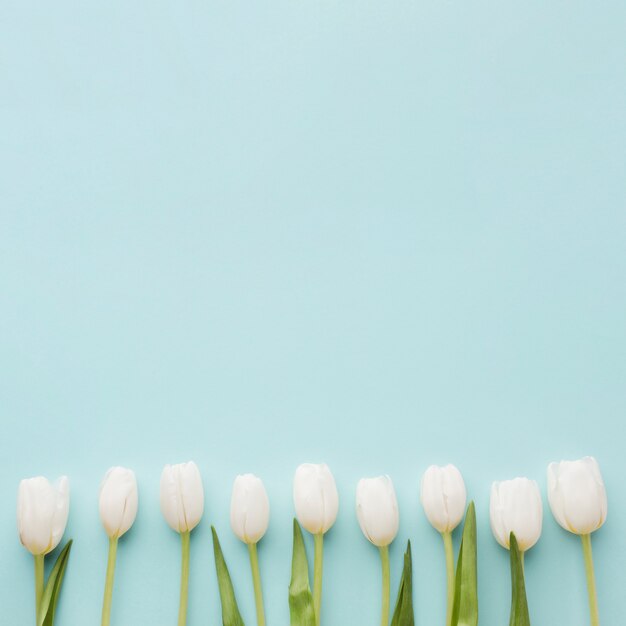 Arrangement of white tulip flowers on blue copy space background