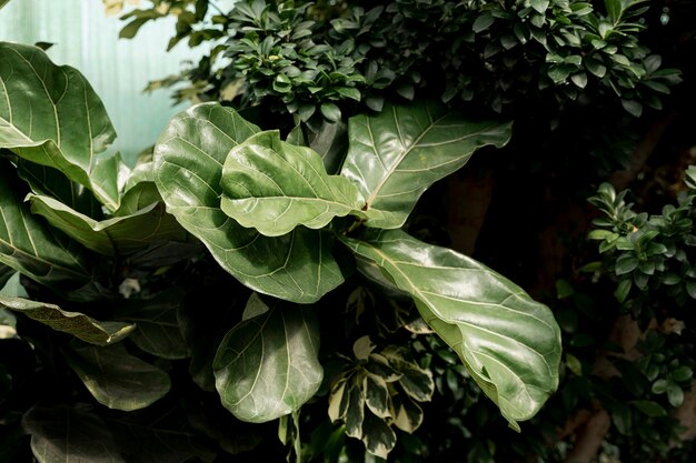 아름다운 녹색 식물을 가진 배열