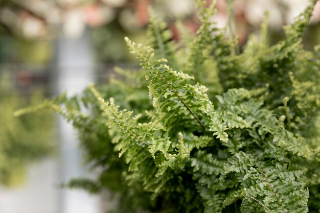 Arrangement with beautiful green plant