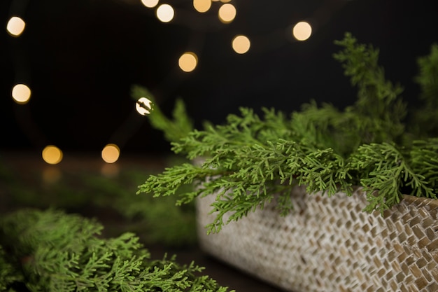 Free photo arrangement with christmas tree twigs in a box