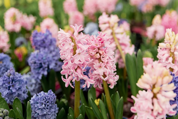 Free photo arrangement with colourful hyacinths