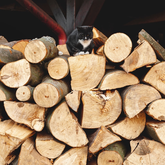 Arrangement with cut wood and black cat