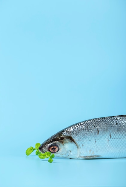 Arrangement with fish and blue background