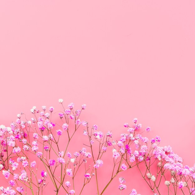 Arrangement with pink flowers on pink background 