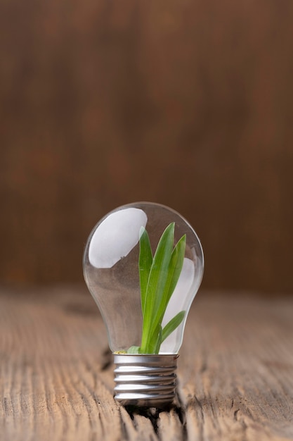 Arrangement with plant in light bulb