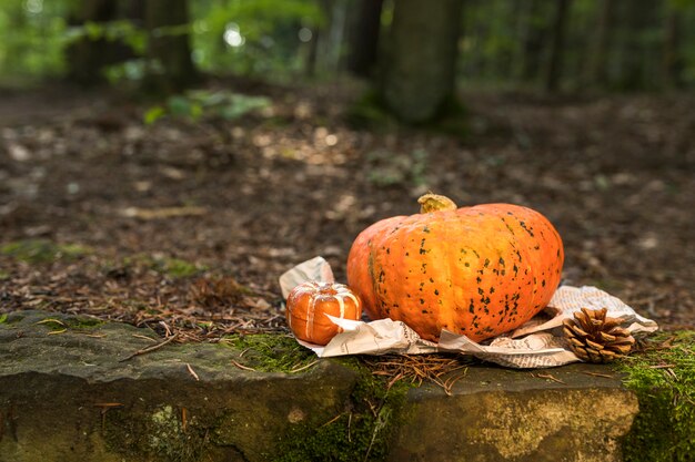 Arrangement with pumpkin and pine cone in the forest