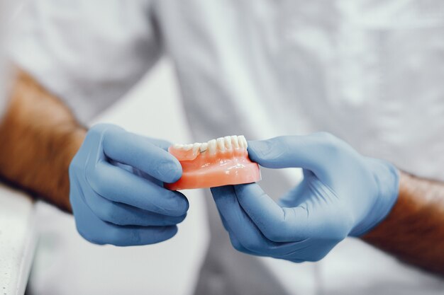 Artificial jaw in the dentist's office