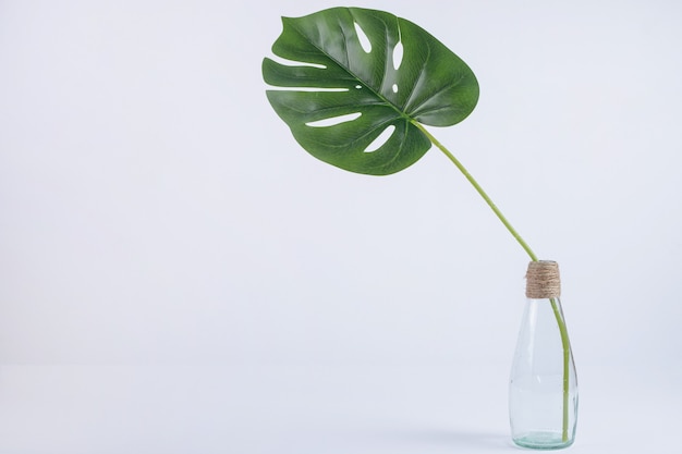 Artificial leaf in glass jar.