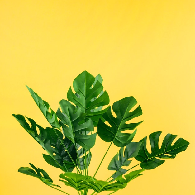 Artificial monstera leaves against yellow background