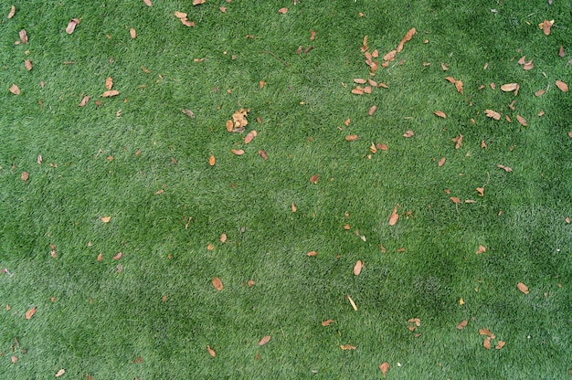 Free photo artificial turf texture photo