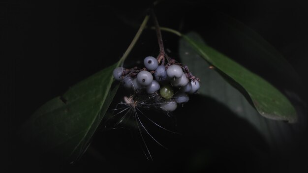 Artsy woody plant