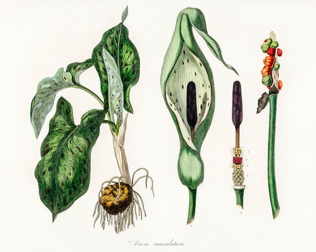 Арум maculatum иллюстрации из медицинской ботаники (1836)