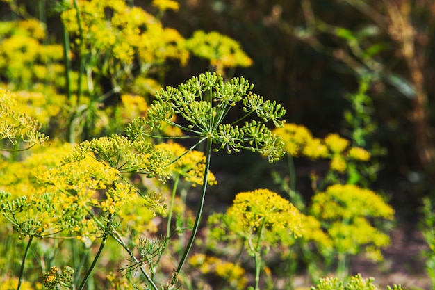 Asafetida plants side view