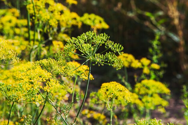 Asafetida植物の側面図