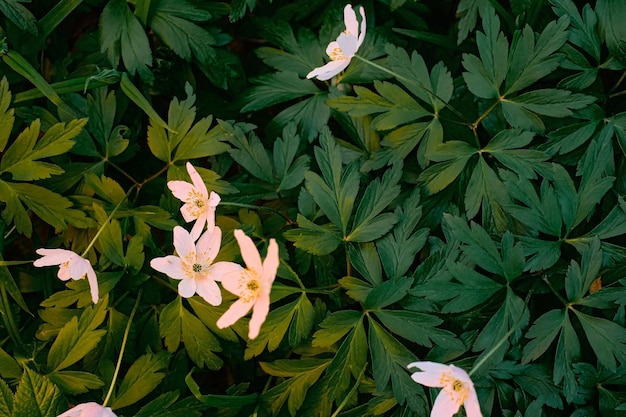 Ashera anemone or wood anemone nemorosa anemone Spring lovely white flowers white curtains fresh flowers May forest flowers top view of blooming undergrowth