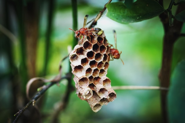 Asia hornet busy building a hornets nest