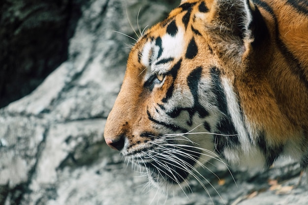 Азия тигр крупным планом лицо