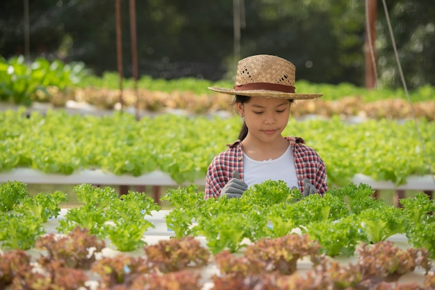 Bambino asiatico che tiene la coltura idroponica. bambina in una serra che raccoglie le verdure. capretto con la semina e l'agricoltura domestica di insalata. giovane femmina giardinaggio a foglia vegetale.agricoltura.