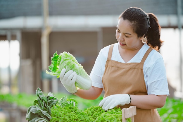 유기농 야채 수경 농장에서 양질의 야채를 보여주는 아시아 농부 여성. 농장 개념입니다.